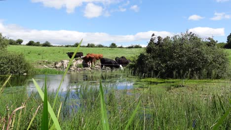 Vacas-Tomando-Un-Trago-En-Un-Día-Caluroso