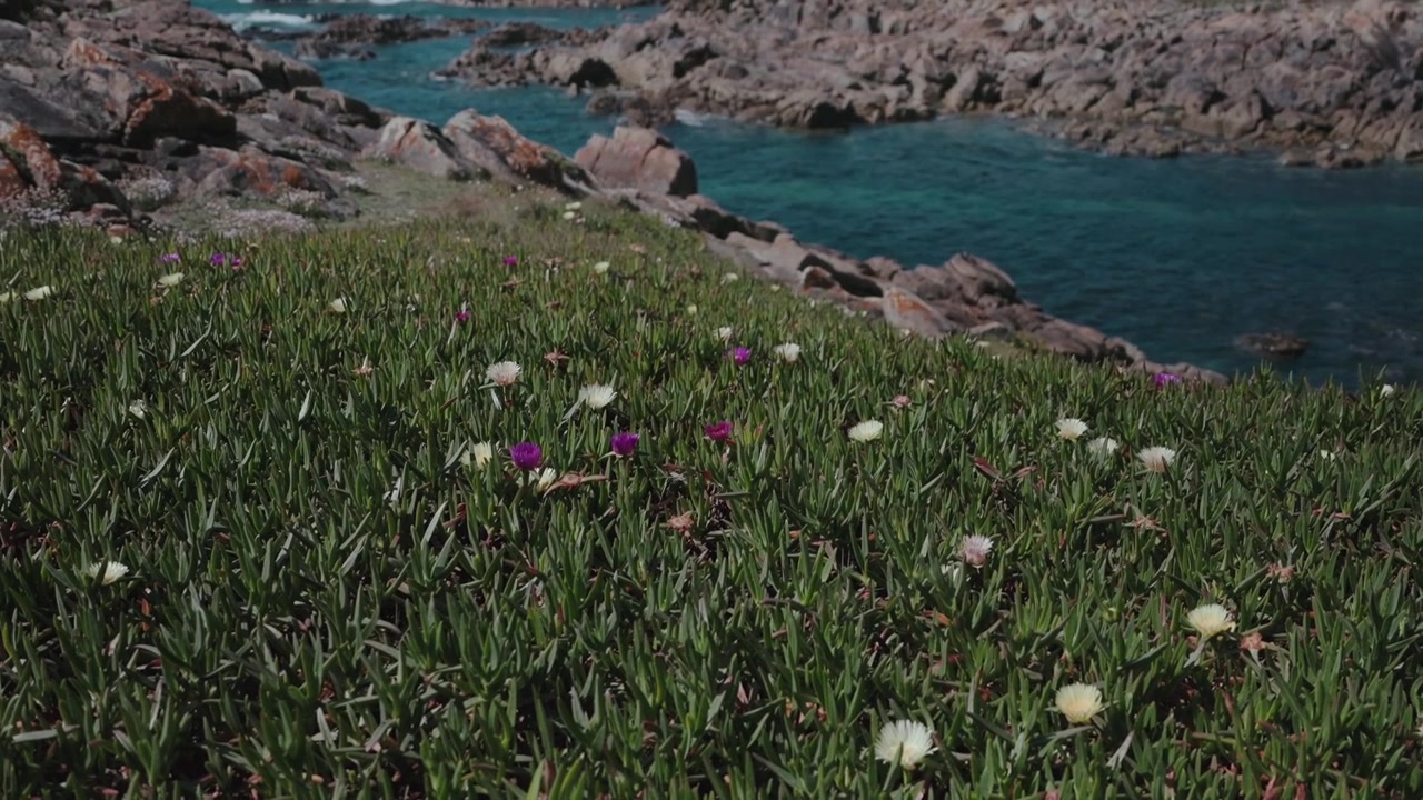 Små blomster i grønt gress nær steinete kystlinje med blått havvann