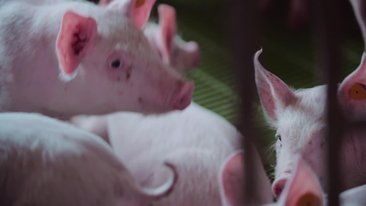 Group of pigs in a piggery