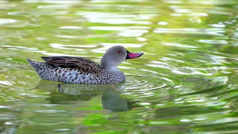 a duck enjoying its rest while swimming