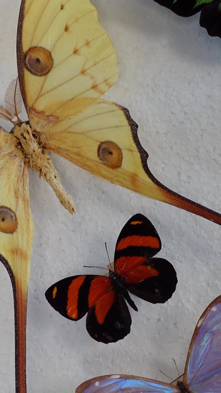 Vista verticale di una collezione di farfalle. Collezione di farfalle di diverse specie.