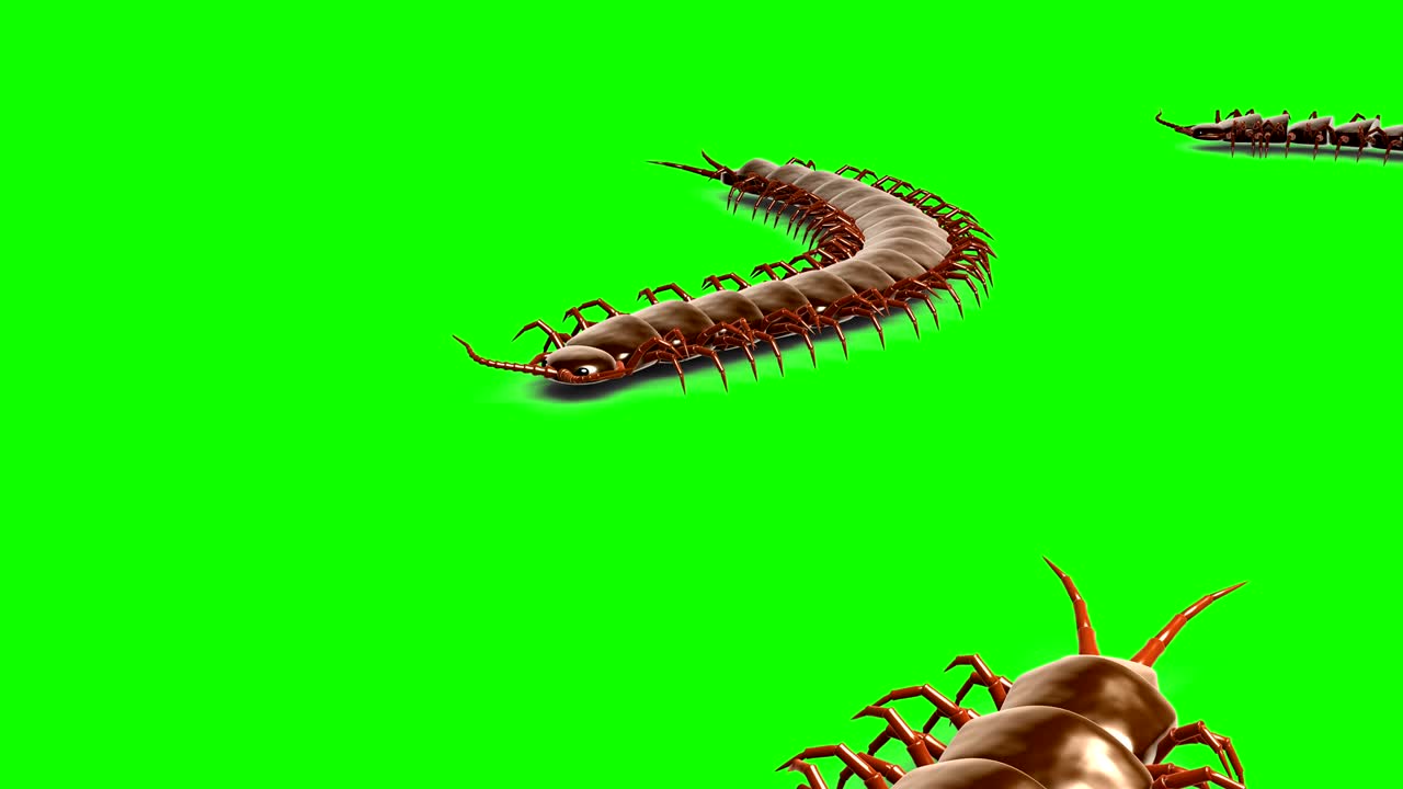 Tusindben på green screen, 3D-animation, sømløs loop