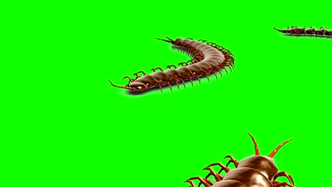 centipedes on green screen, 3d animation, seamless loop