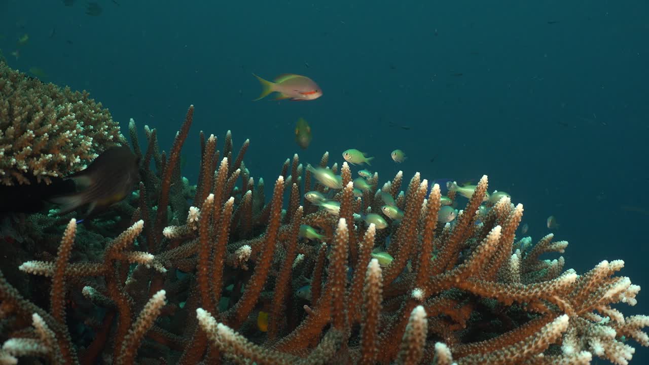 Corallo a corna di cervo in primo piano e pesci damigella nell'oceano tropicale