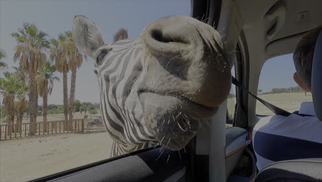 seeing a zebra outside of the car
