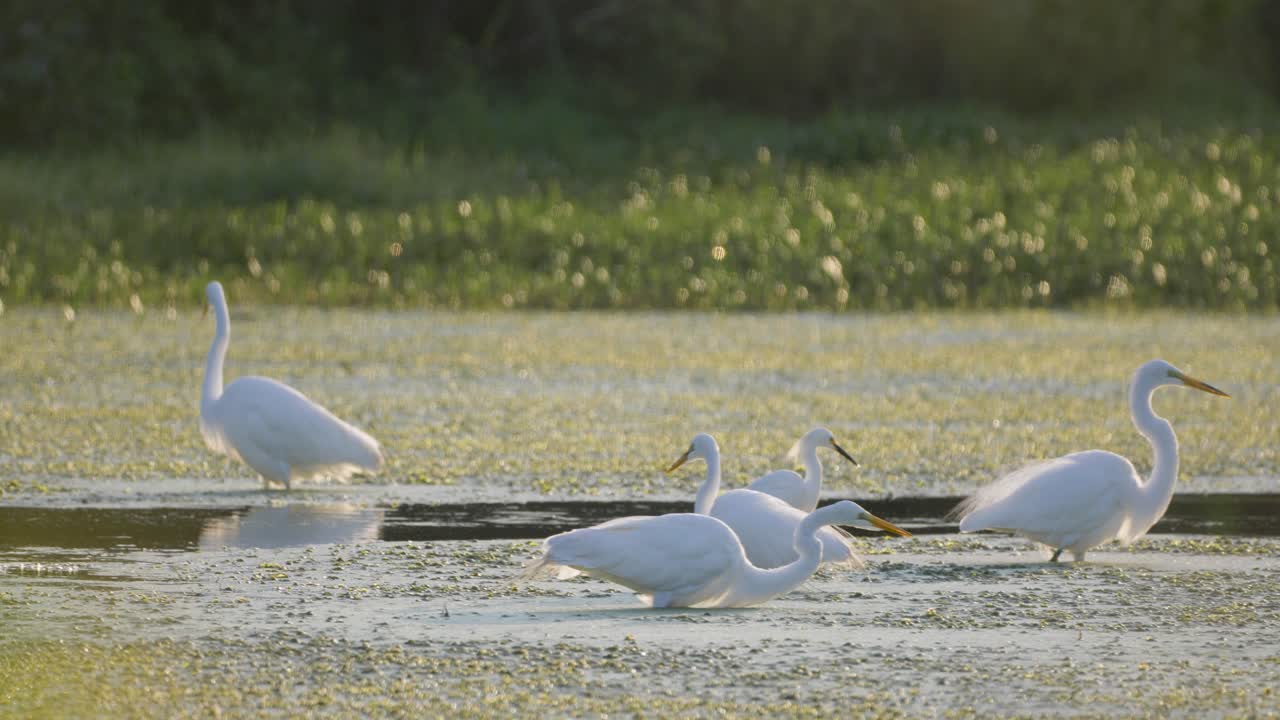 Great Egrets wading and eating in shallow green vegetated wetlands