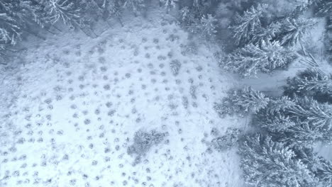 pine forest covered in snow with cut down land plot, aerial top down view