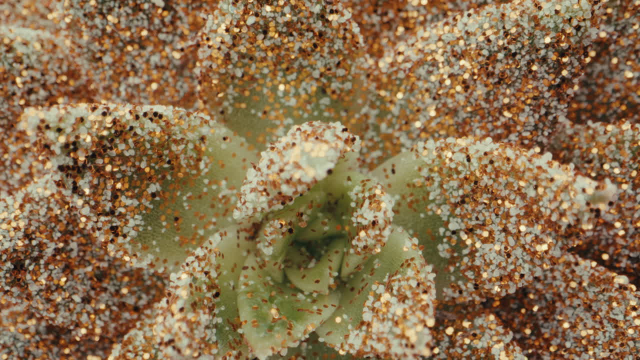 Close-up of a Glitter-Covered Succulent
