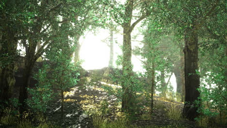 Lush green forest illuminated by sunlight filtering through the trees
