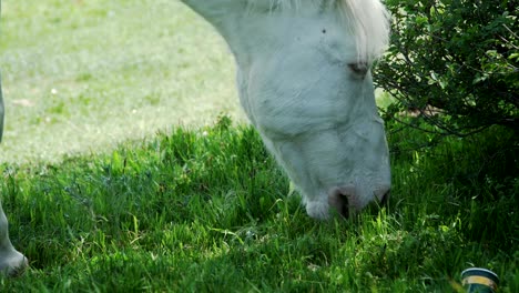 white horse eating grass in pasture