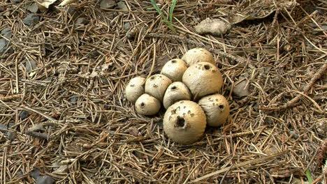 a cluster of puffball fungi grow in pine duff