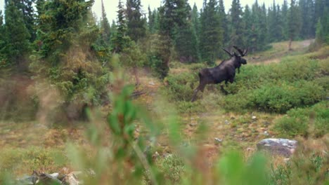 rack focus of large brown moose standing on colorado rocky mountains