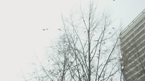 flock of birds flying around in the sky on bright day in slow motion