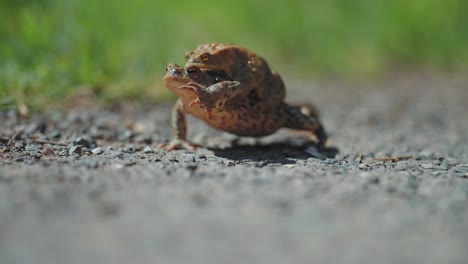 Sapos-Hembra-Y-Macho-Durante-La-Migración-En-Primavera