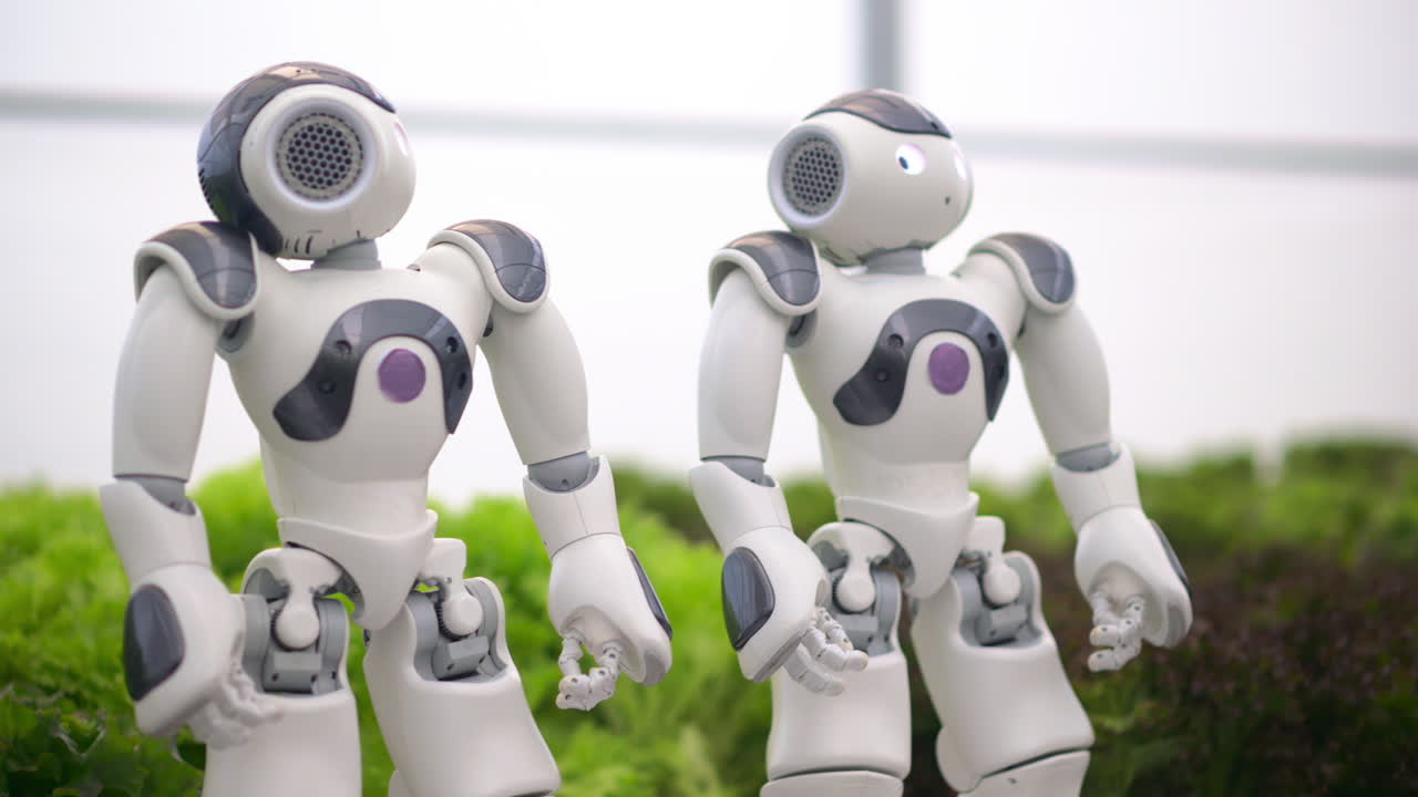 Two humanoid robots standing near rows of lettuce in a greenhouse farm