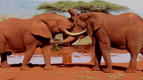 Un-Pequeño-Grupo-De-Elefantes,-Loxodonta-Africana-Luchan