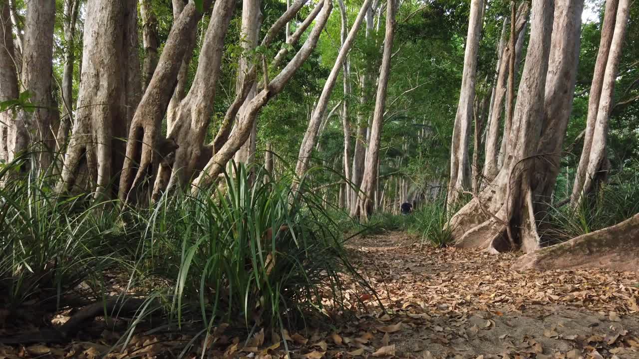 숲 속의 거리 경로를 향해 느린 움직임으로 카메라에서 멀리 걸어가는 사람