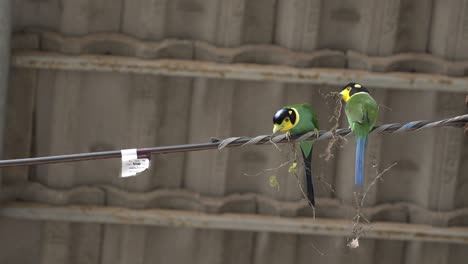 una pareja de colas largas que traen ramas para construir un nido en una línea eléctrica