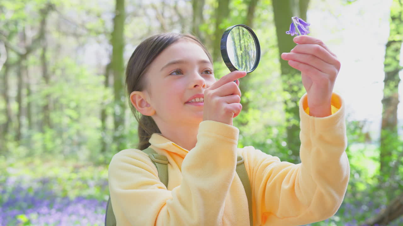 niña en los bosques de primavera examinando campanas azules con lupa