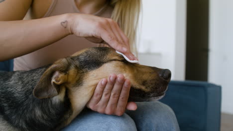 close up view of a dog face