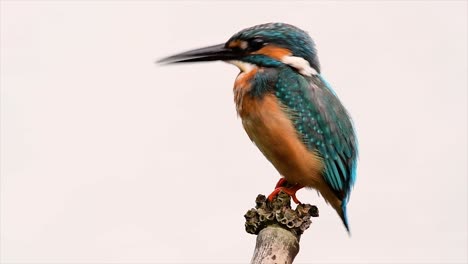 this common kingfisher was so friendly that it allowed me to come very close as i took this footage