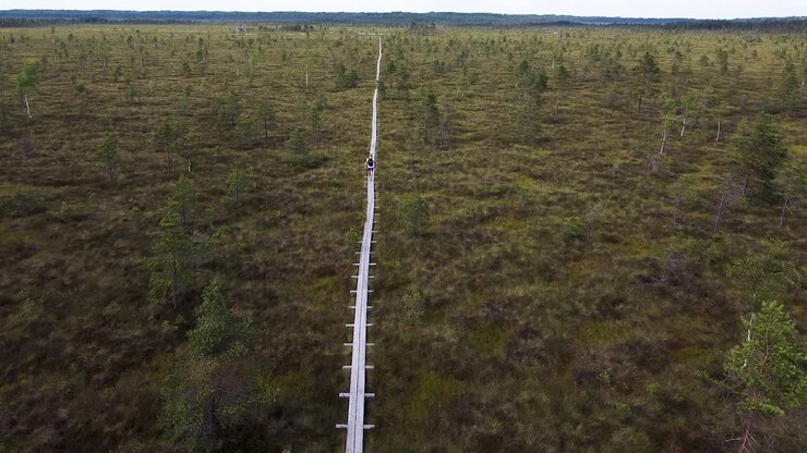 A solo man walking along a wooden pathway in Nigula bog in Estonia