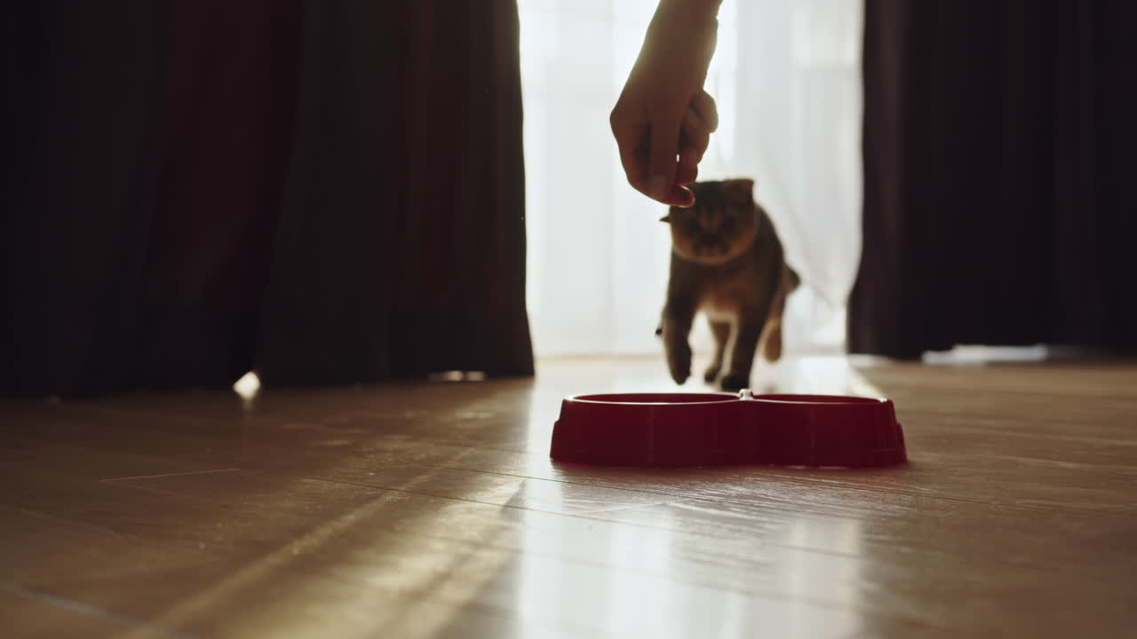 새끼 고양이에게 먹이를 주는 것