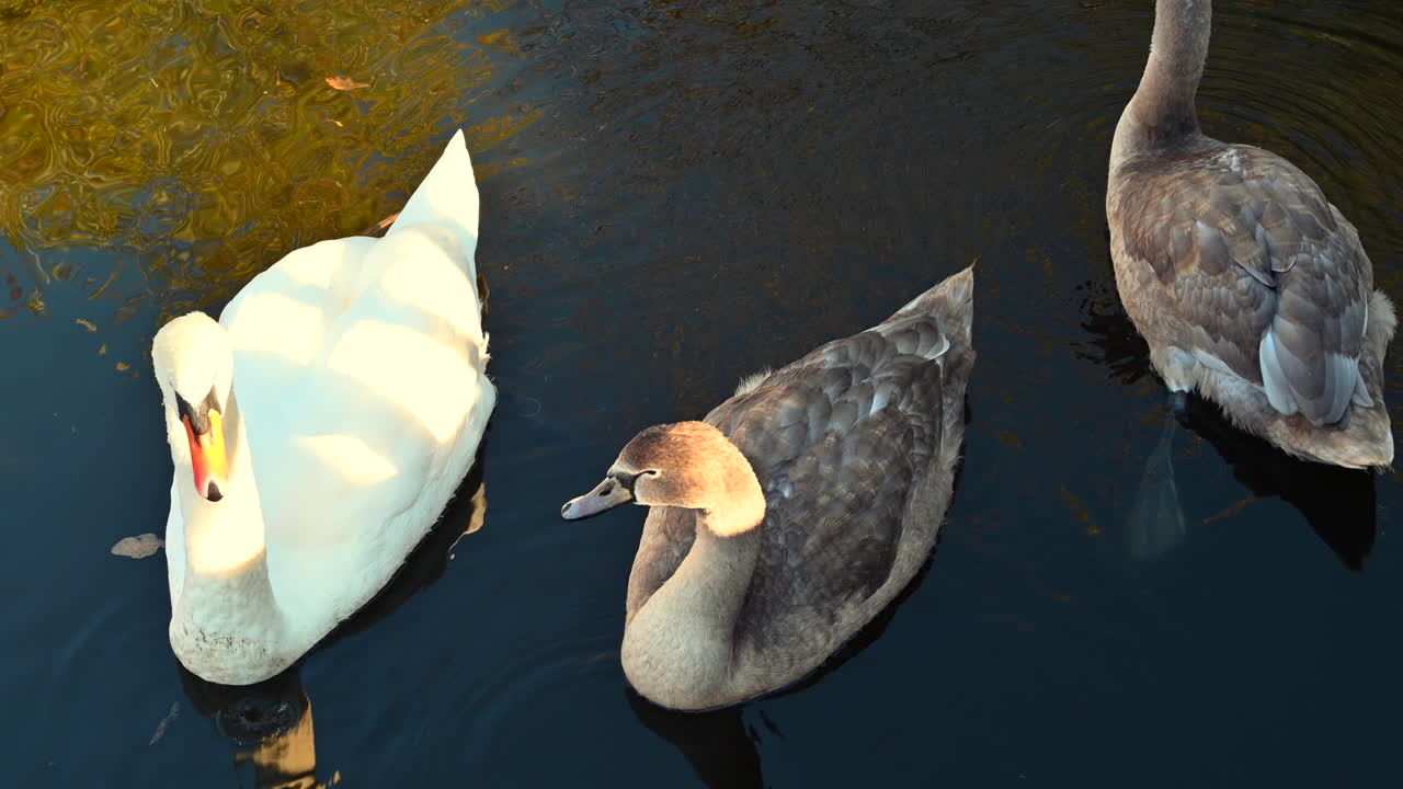 Three swans glide peacefully across a calm pond surrounded by natural beauty as sunlight reflects off the water on a bright afternoon