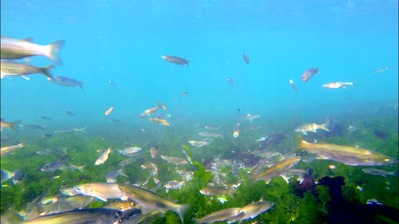 Schooling mullet fish swimming over healthy green seaweed of Atlantic ocean