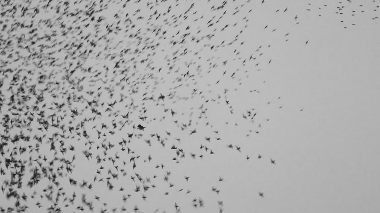 European Starling murmuration with with a bird of prey among the flock