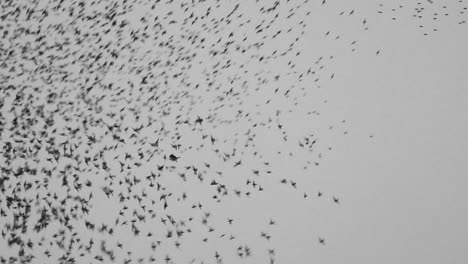 european starling murmuration with with a bird of prey among the flock