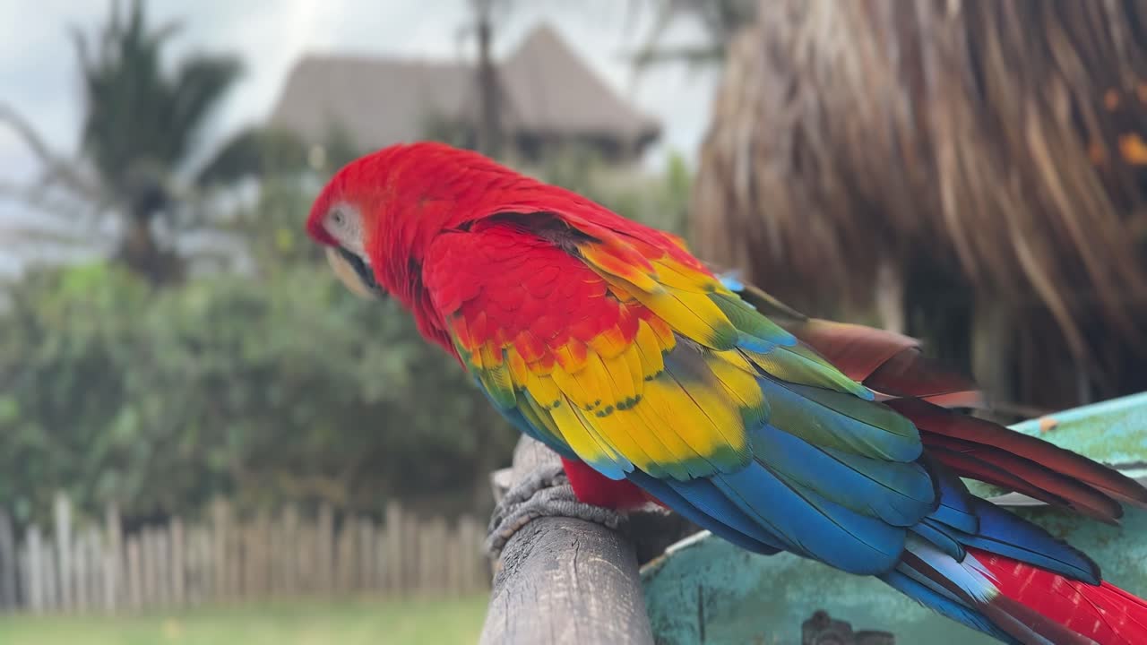 loro colorido en medio de la vegetación tropical