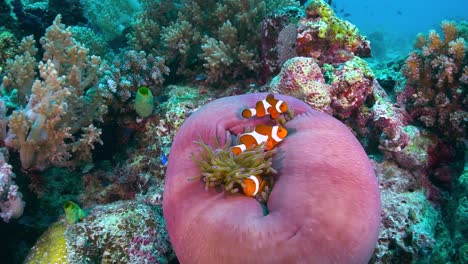 Anemonenfische-Auf-Großer-Anemone