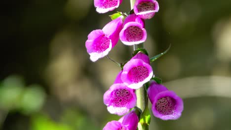 digitalis with open blooms moving gently in the wind