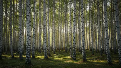 A Serene Birch Forest with Lush Greenery and Sunlight Filtering Through the Trees, Creating a Peaceful Atmosphere in Nature's Embrace