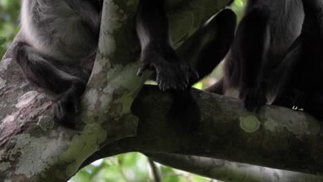 tres monos capuchinos descansan en las ramas de los árboles, su pelaje oscuro contrasta con el fondo borroso