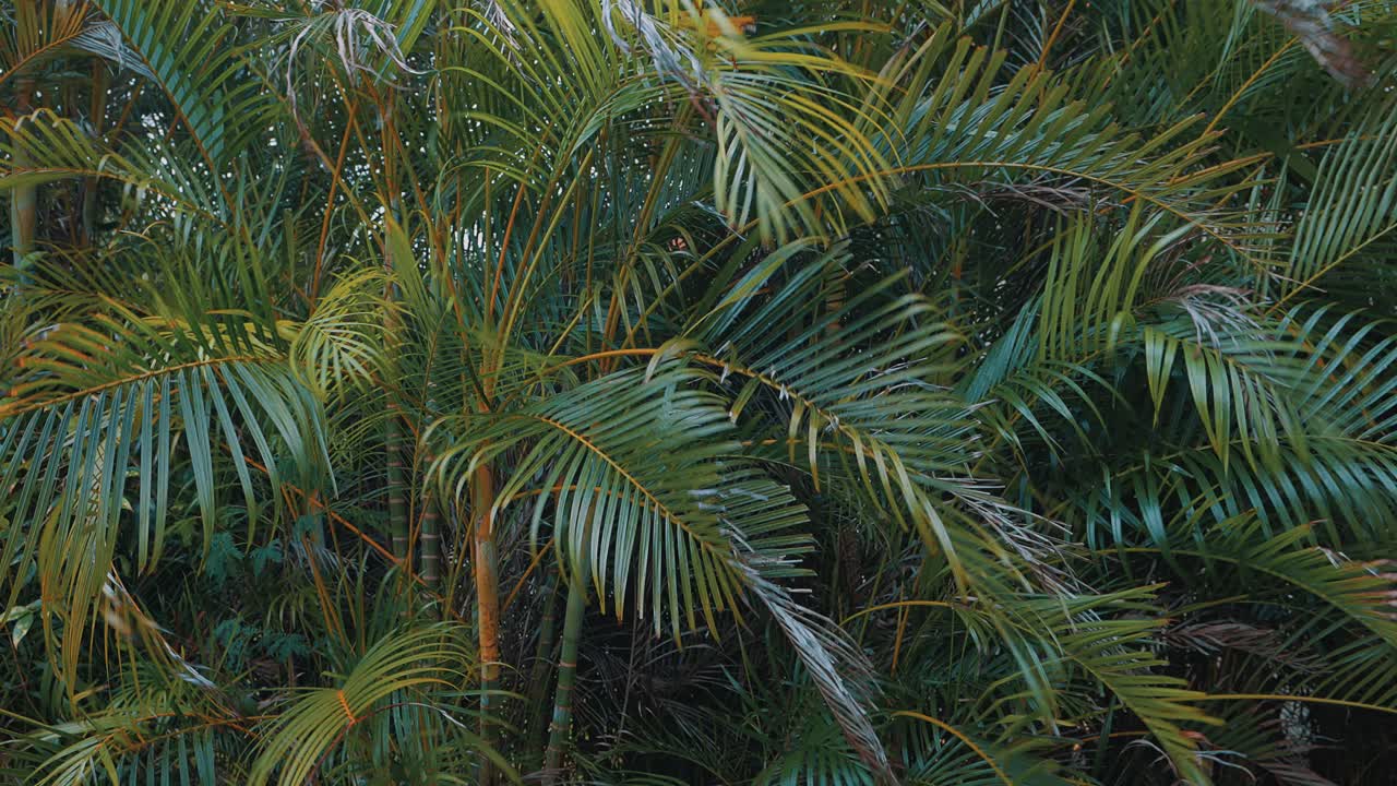стена из пальм обдувается ветром в течение дня, создавая ощущение шторма, но несколько умиротворенное