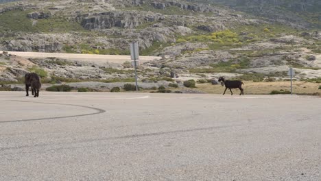 cabra negra y perro pastor caminando por la carretera, serra da estrela en portugal