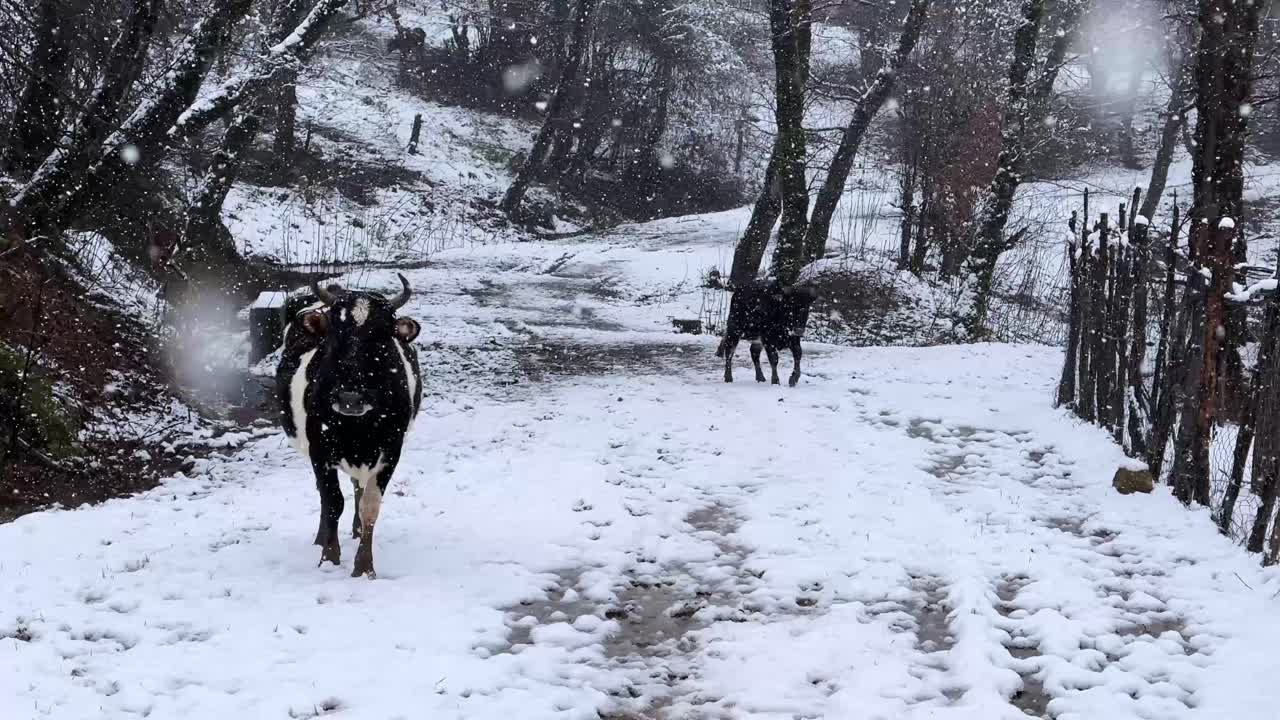 cow herd grazing in snow forest cold winter of iran hyrcanian forest mountain landscape rural countryside agriculture animal cattle farm mammals pasture outdoor snowy field trees travel valley nature