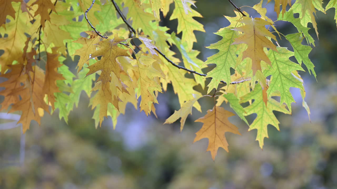 Colorful oak leaves in autumn sunlight