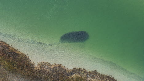 drone footage of school of fish swimming along the shore with clear ocean waters, aerial view of bait ball