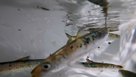 sardines swimming in a bait tank, live well, boat fish hold