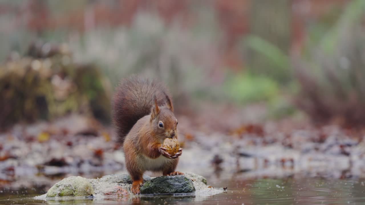 Slow motion of a red squirrel washing nut and chewing and hopping off from stream across mossy ground with scattered leaves in forest clearing