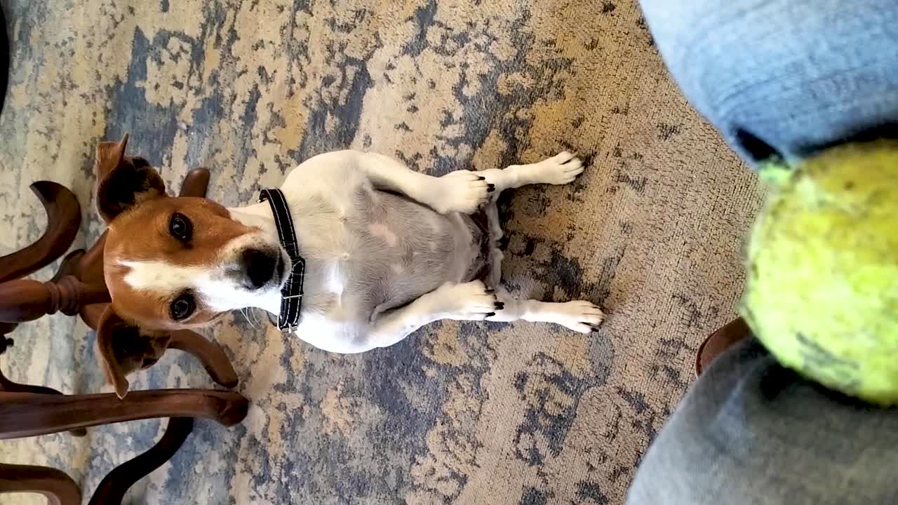 adorable jack russell terrier se sienta en los cuartos traseros en previsión de jugar