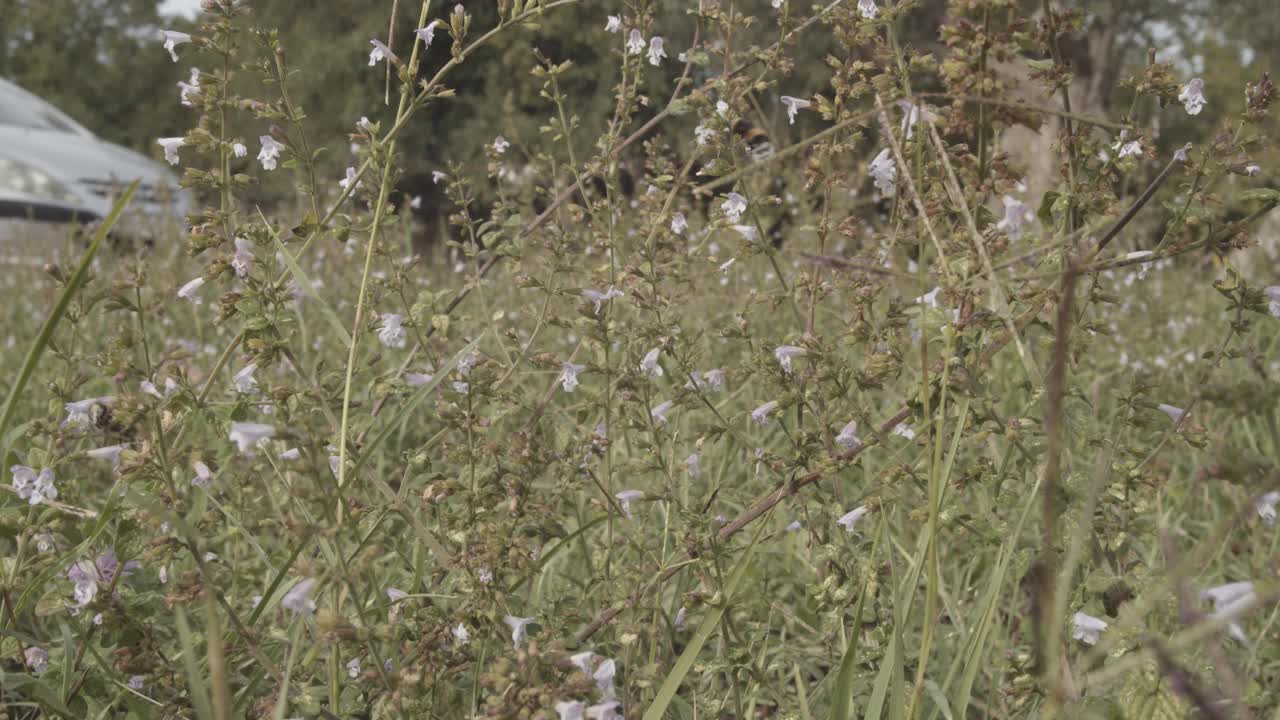 abeja y abejorro volando de flor en flor durante el día soleado en la naturaleza