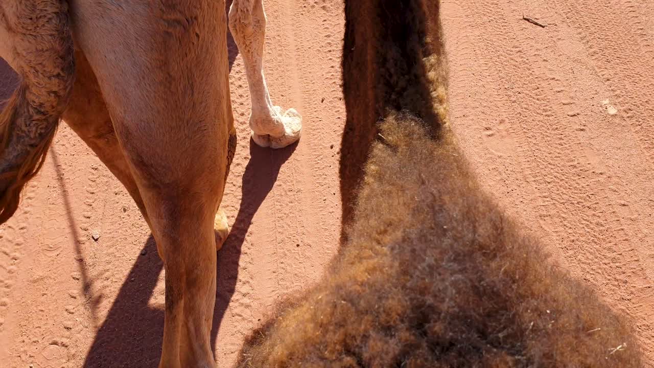 cerca de dos camellos caminando a través de la arena roja del remoto y vasto desierto de wadi rum en jordania, oriente medio