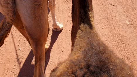 close up of two camels walking through red sand of remote, vast wadi rum desert in jordan, middle east