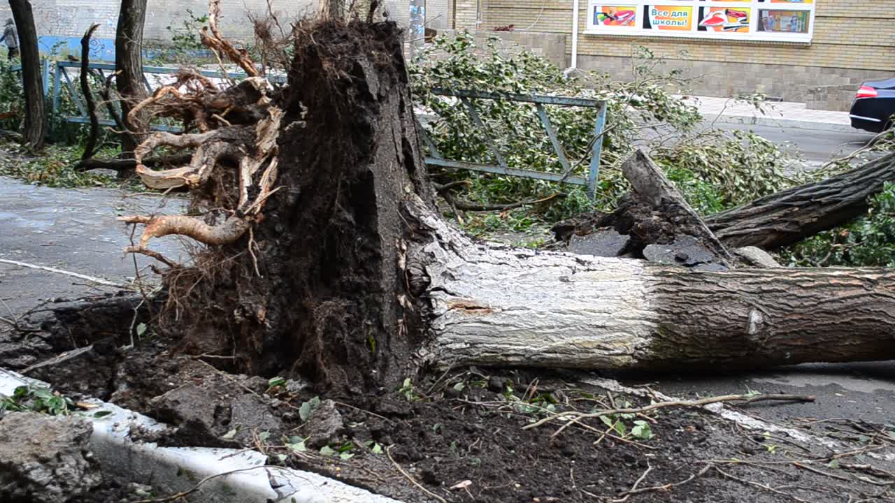 The filled-up tree. The tumbled-down poplar in the yard