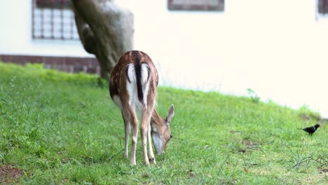 Rückansicht-Von-Chital-Hirschen,-Die-Auf-Dem-Feld-Auf-Der-Insel-Terceira,-Portugal,-Grasen