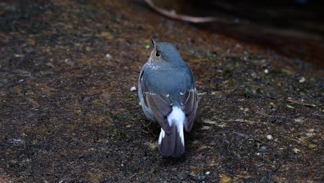 Dieser-Weibliche-Rotschwänzchen-Ist-Nicht-So-Farbenfroh-Wie-Das-Männchen,-Aber-Sicher-So-Flauschig-Wie-Ein-Knäuel-Eines-Niedlichen-Vogels